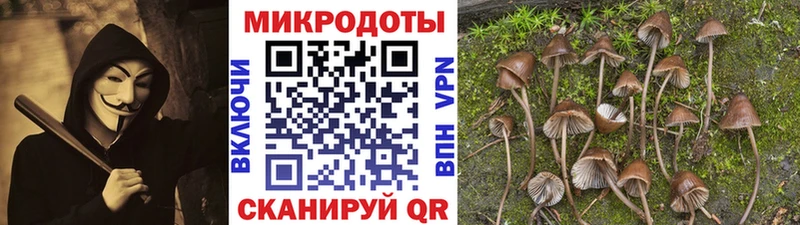 kraken   Няндома  Галлюциногенные грибы Cubensis 